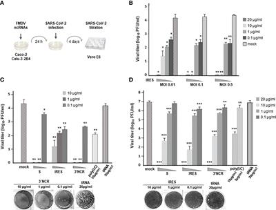 Non-coding RNAs derived from the foot-and-mouth disease virus genome trigger broad antiviral activity against coronaviruses
